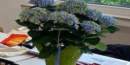 Blumen in vhs Kursraum